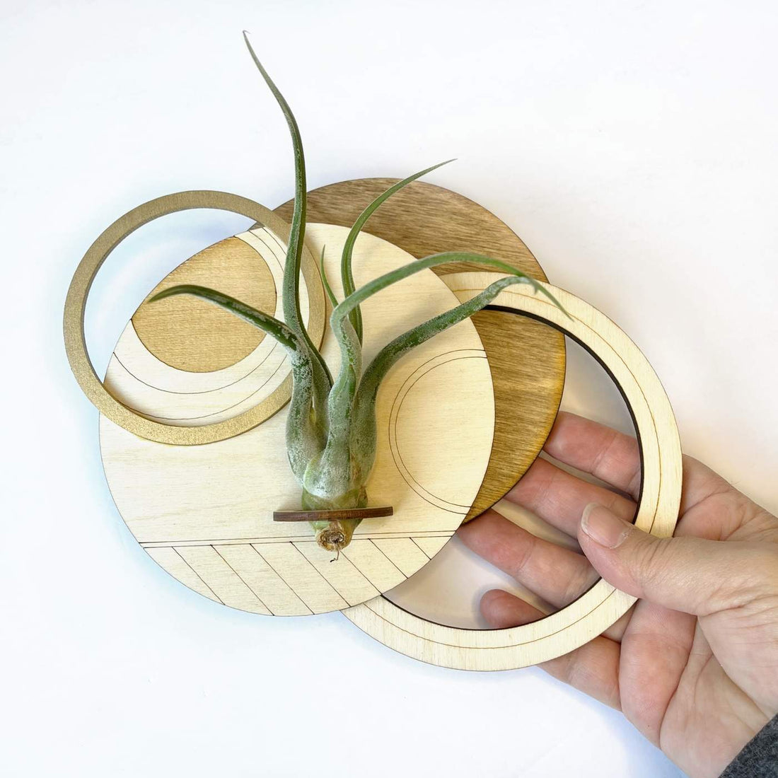 Circle Plant Holder / Wall Hanging 
