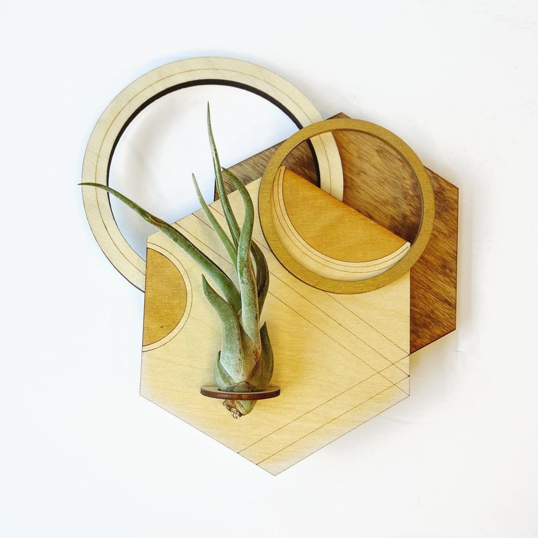 Hexagon Plant Holder / Wall Hanging 