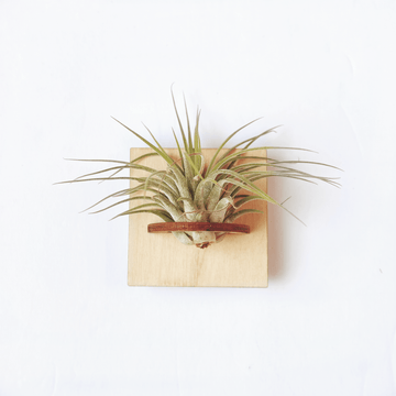 Airplant holder magnet - Square