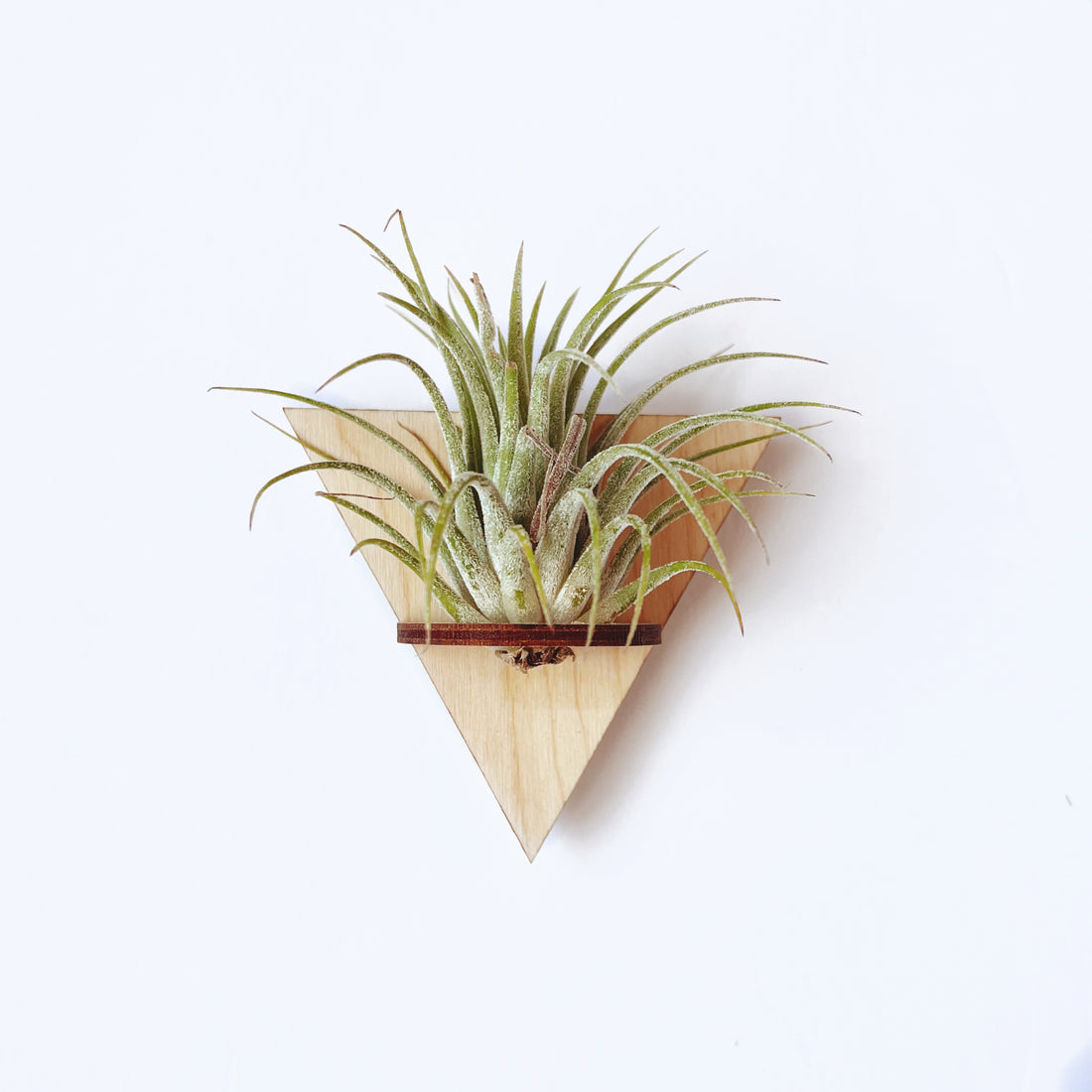 Airplant holder magnet - Triangle