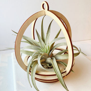 Large Orbit Plant Holder