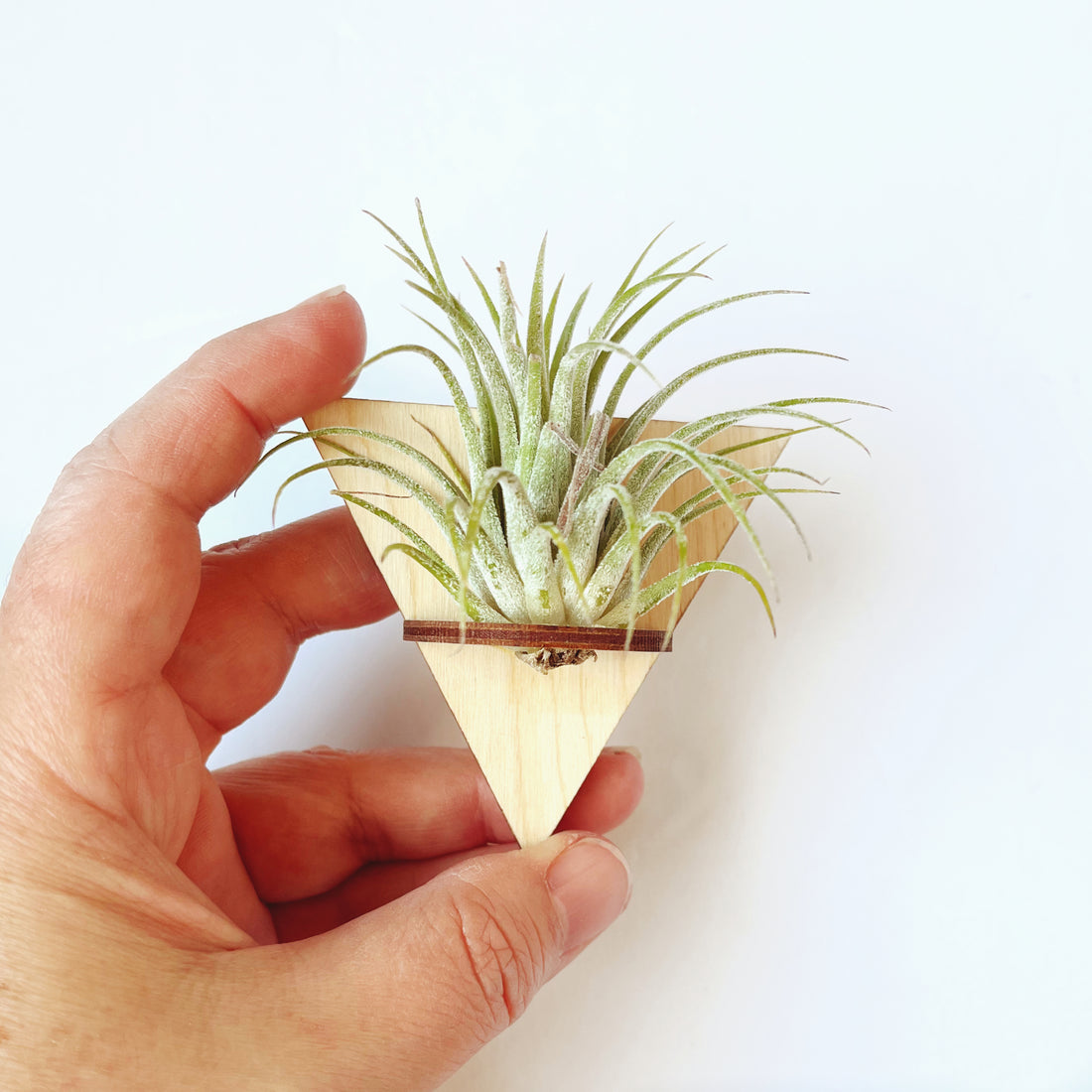 Airplant holder magnet - Triangle